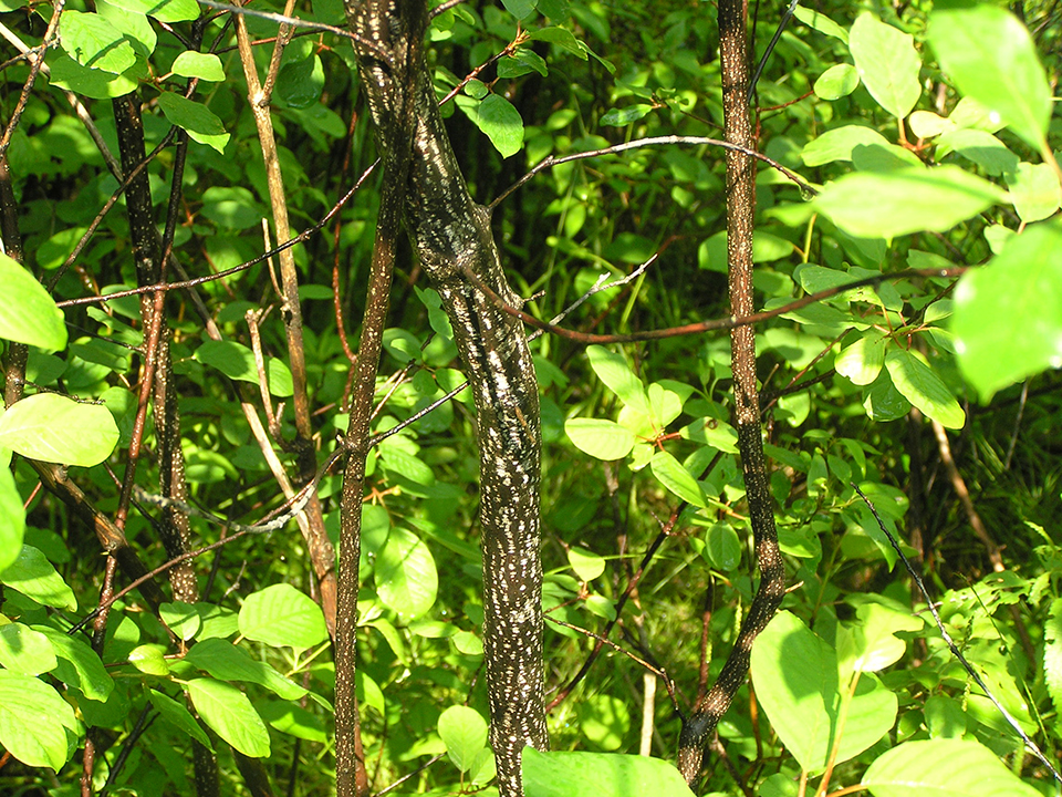 Glossy buckthorn stems